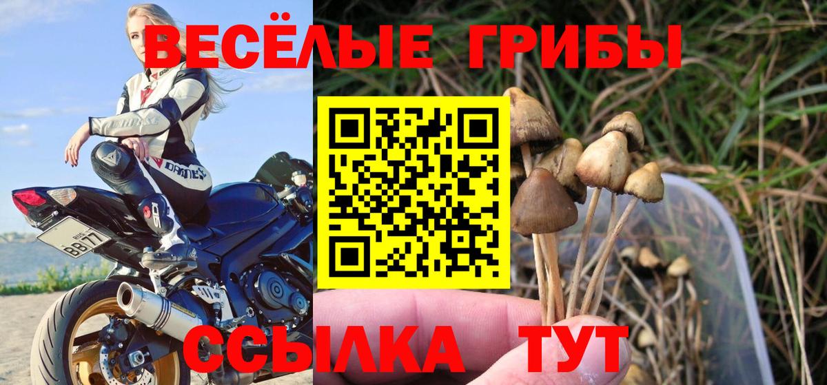 Псилоцибиновые грибы Psilocybine cubensis Советская Гавань
